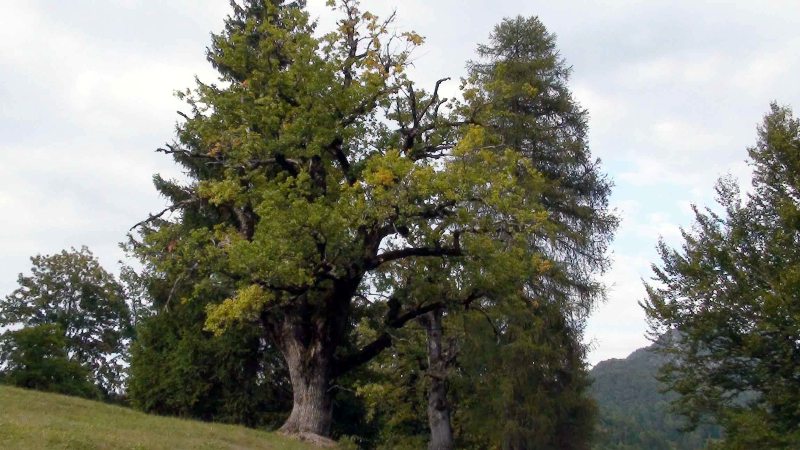 Arte Sella, itinerari artistici naturali.